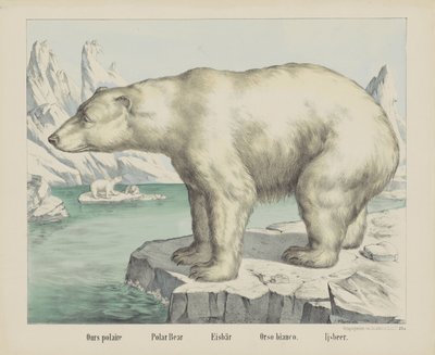 Naše polaire / Lední medvěd / Eisbär / Orso bianco. / Ijsbeer (název na objektu) od firma Joseph Scholz