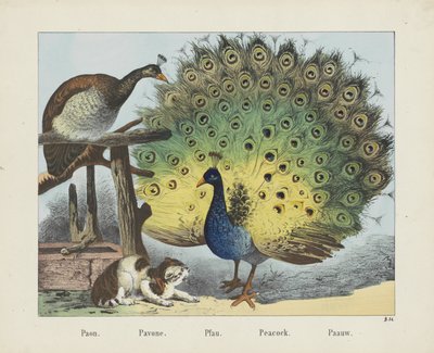 Paon. / Pavone. / Pfau. / Páv. / Paauw (název na objektu) od firma Joseph Scholz