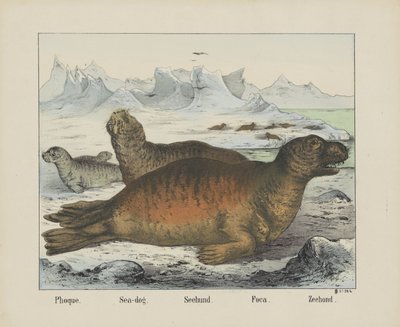 Phoque. / Mořský pes. / Seehund. / Foca. / Pečeť (titul na předmětu) od firma Joseph Scholz