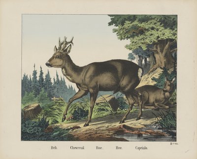 Reh. / Chevreuil. / Roe. / Ree. / Capriulo (název na objektu) od firma Joseph Scholz