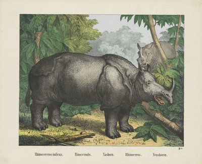 Rhinocereros indicus. / Rinoceronte. / Nashorn. / Nosorožec. / Neushore (název na objektu) od firma Joseph Scholz