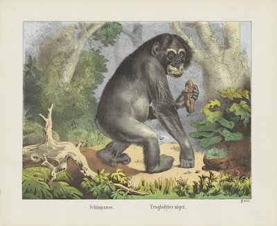 Schimpanse. / Troglodytes niger (název na objektu) od firma Joseph Scholz