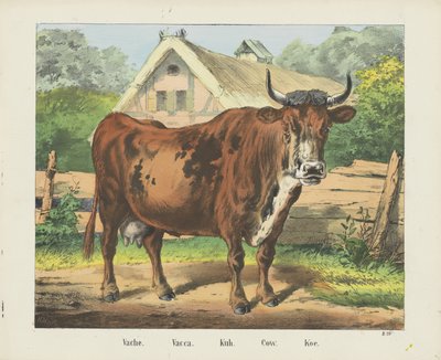 Vache. / Vacca. / Kuh. / Kráva. / Koe (titul na objektu) od firma Joseph Scholz