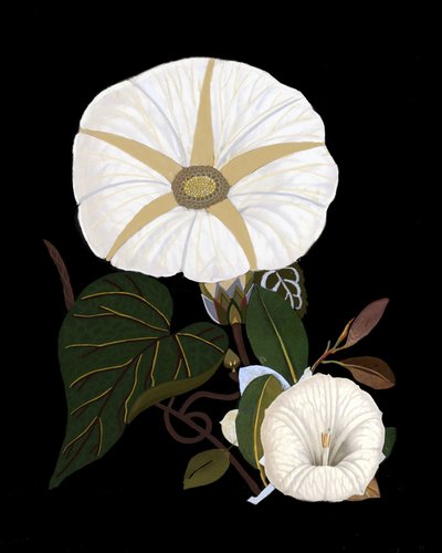  od giovanna nicolo