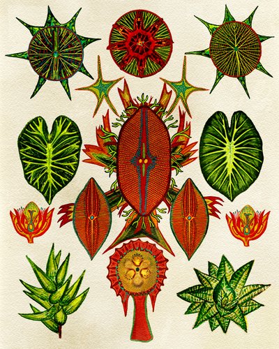  od giovanna nicolo