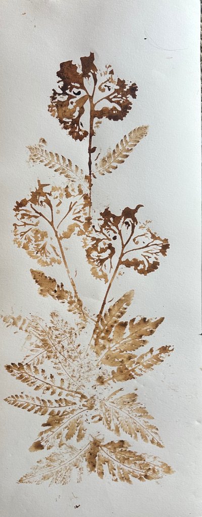 Řebříček, 2025 (ořechová tuš na papíře) od jocasta shakespeare