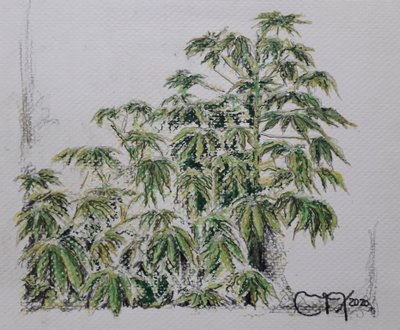 ROSTLINA YUCA od miguelmendez_art.ve