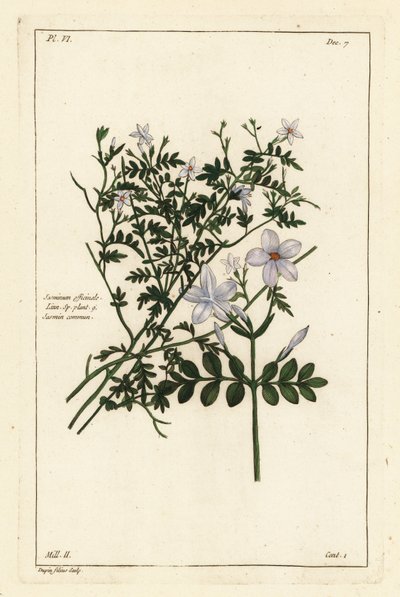Jasmín obecný, Jasminum officinale, Linn od the Younger Dupin
