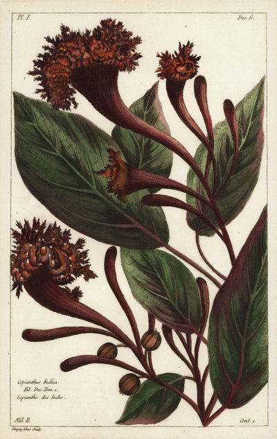 Cornucopy keř, Copianthus indica, Hil od the Younger Dupin