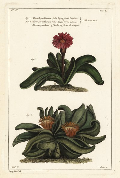 Rostlina Elkhorn, Rhombophyllum dolabriforme (měsíček fíkový, Mesembryanthemum dolabriforme) od the Younger Dupin
