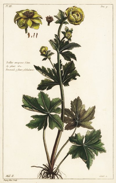 Globeflower, Trollius europaeus, Linn od the Younger Dupin