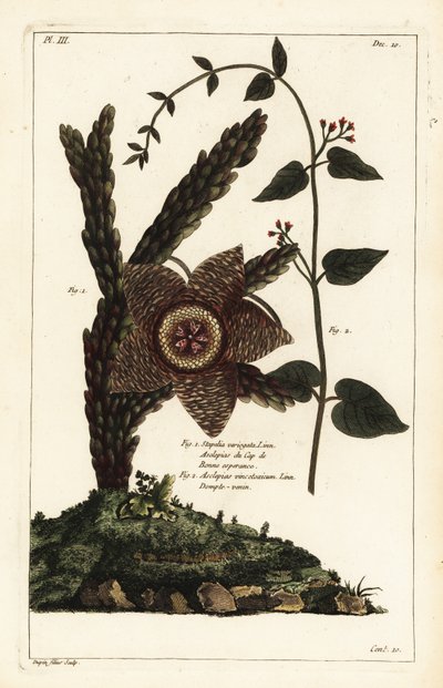 Rostlina hvězdice, Orbea variegata 1 a vlaštovičník bílý, Vincetoxicum hirundinaria 2 od the Younger Dupin