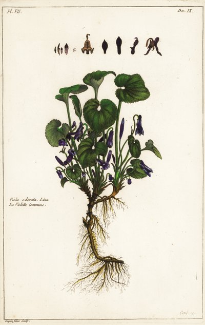 Sladká fialka, Viola odorata od the Younger Dupin