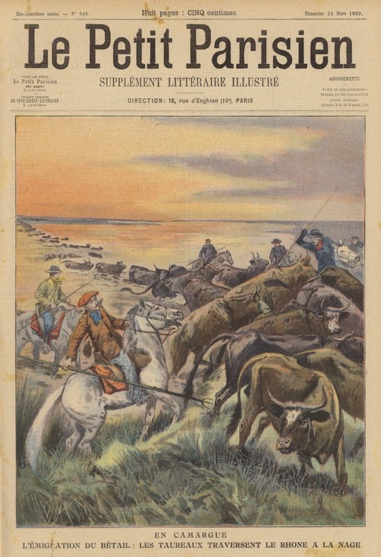 Migrace hospodářských zvířat v Camargue: stádo býků plave přes řeku Rhone (barva litho) od (after) Carrey