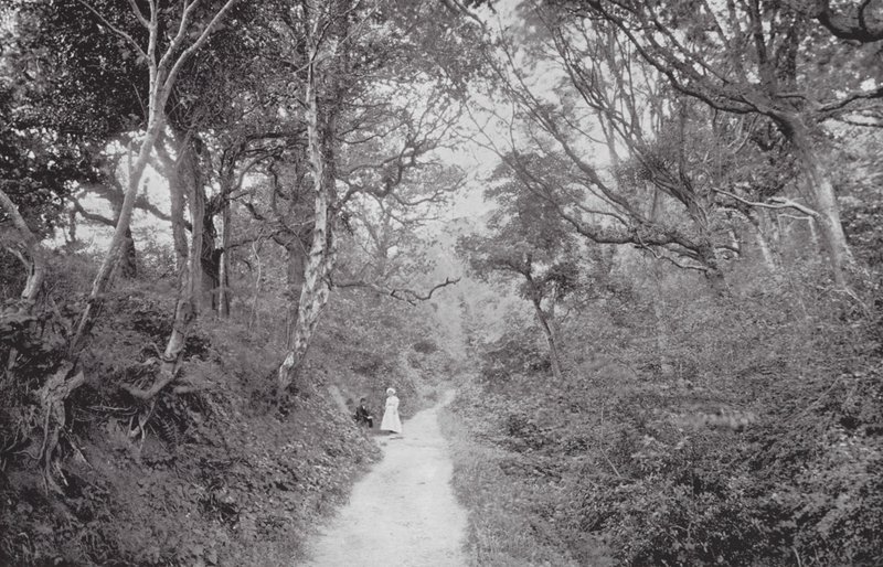 Fairlight Glen (č/b fotografie) od (after) English photographer