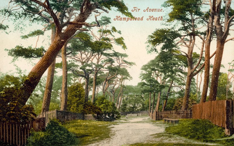 Fir Avenue, Hampstead Heath (barevná fotografie) od (after) English photographer