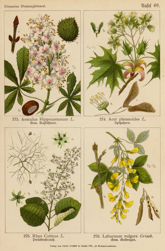 Aesculus Hippocastanum, Acer Platanoides, Rhus Cotinus, Laburnum Vulgare (barevná litografie) od (after) German School