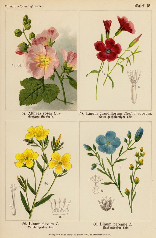 Althaea Rosea, Linum Grandiflorum, Linum Flavum, Linum Perenne (barevná litografie) od (after) German School