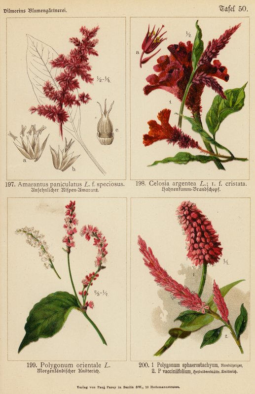 Amarantus paniculatus, Celosia Argentea, Polygonum Orientale, Polygonum Sphaerostachyum, Polygonum Vacciniifolium (barevná litografie) od (after) German School