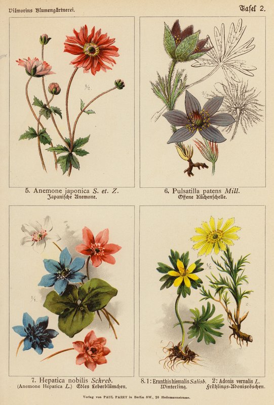 Anemone Japonica, Pulsatilla Patens, Hepatica Nobilis, Eranthis Hiemalis, Adonis Vernalis (barevná litografie) od (after) German School