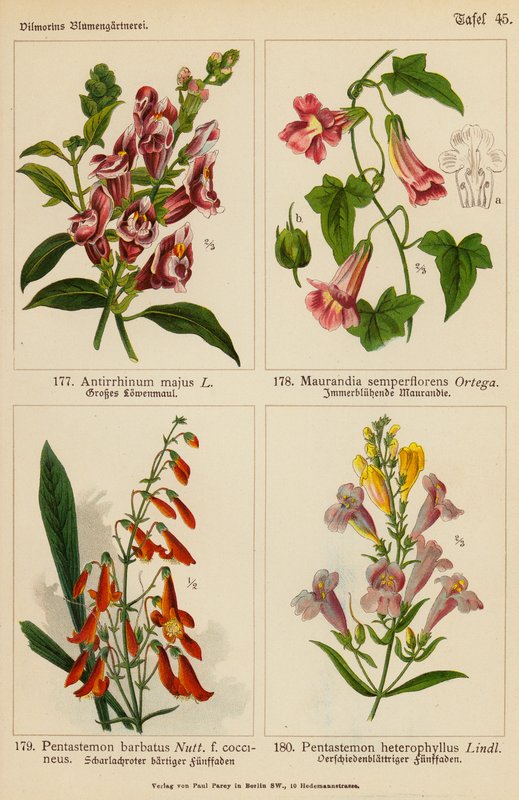 Antirrhinum Majus, Maurandia Semperflorens, Pentastemon Barbatus, Pentastemon Heterophyllus (barevná litografie) od (after) German School