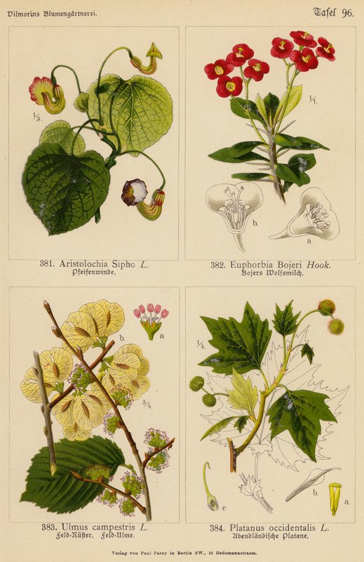 Aristolochia Sipho, Euphorbia Bojeri, Ulmus Campestris, Platanus Occidentalis (barevná litografie) od (after) German School