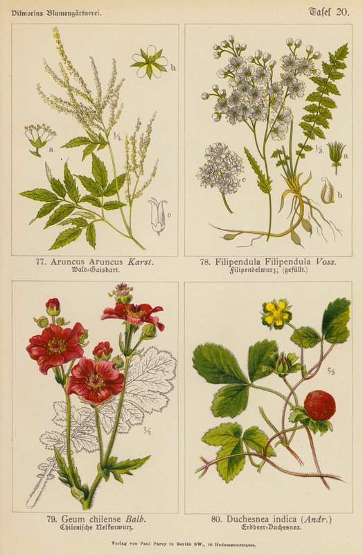 Aruncus Aruncus, Filipendula Filipendula, Geum Chilense, Duchesnea Indica (barevná litografie) od (after) German School