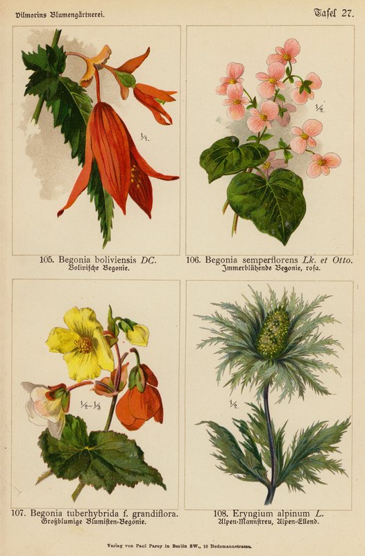 Begonia Boliviensis, Begonia Semperflorens, Begonia Tuberhybrida, Eryngium Alpinum (barevná litografie) od (after) German School