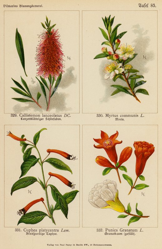 Callistemon Lanceolatus, Myrtus Communis, Cuphea Platycentra, Punica Granatum (barevná litografie) od (after) German School