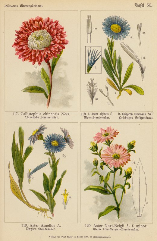 Callistephus Chinensis, Aster Alpinus, Erigeron Speciosus, Aster Amellus, Aster Novi-Belgii (barevná litografie) od (after) German School