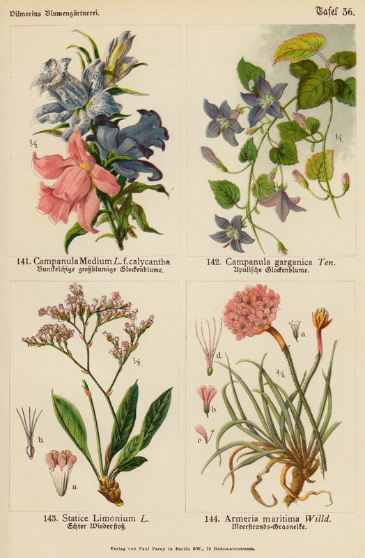 Campanula Medium, Campanula Garganica, Statice Limonium, Armeria Maritima (barevná litografie) od (after) German School
