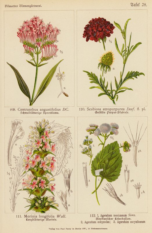 Centranthus Angustifolius, Scabiosa Atropurpurea, Morinia Longifolia, Ageratum Mexicanum, Ageratum Conyzodes, Ageratum Corymbosum (barevná litografie) od (after) German School