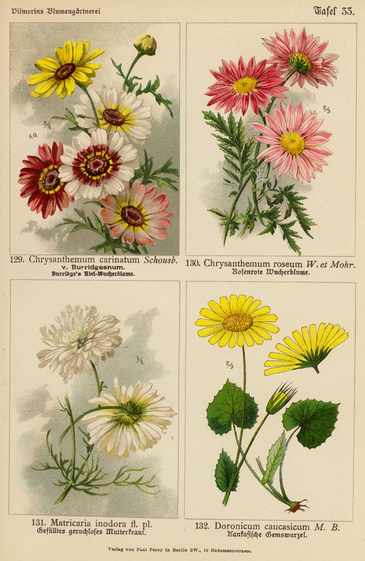Chrysanthemum Carinatum, Chrysanthemum Roseum, Matricaria Inodora, Doronicum Caucasicum (barevná litografie) od (after) German School