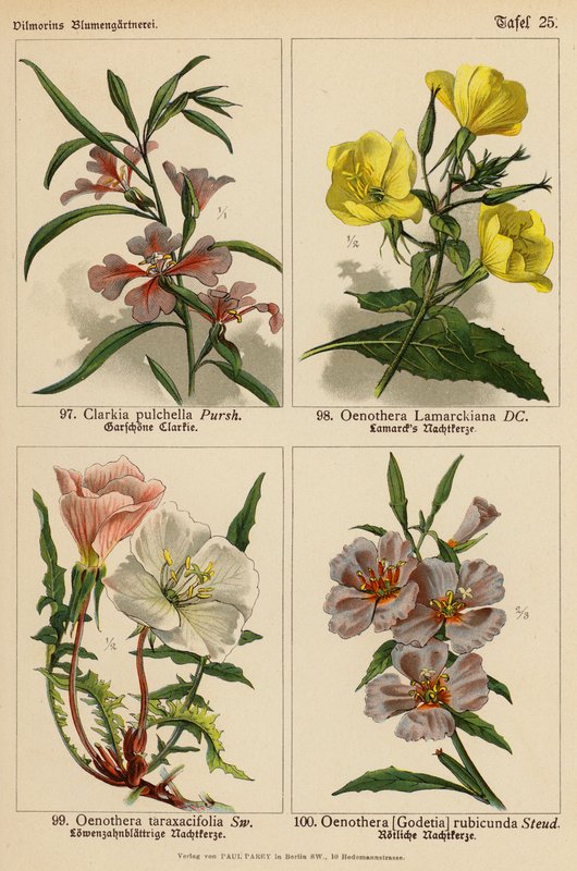 Clarkia Pulchella, Oenothera Lamarckiana, Oenothera Taraxacifolia, Oenothera (Godetia) Rubicunda (barevná litografie) od (after) German School