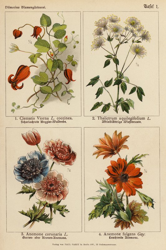 Clematis Viorna, Thalictrum Aquilegifolium, Anemone Coronaria, Anemone Fulgens (barevná litografie) od (after) German School