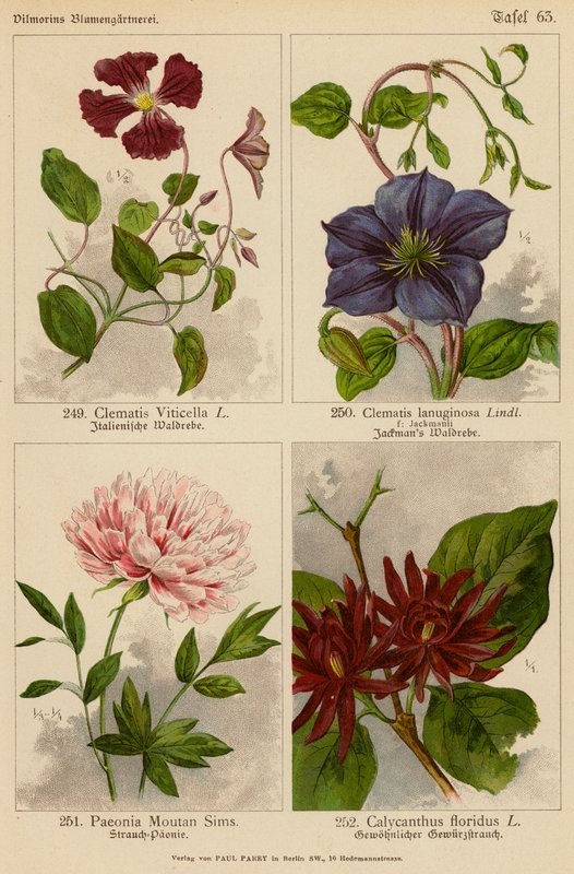 Clematis Viticella, Clematis Lanuginosa, Paeonia Moutan Sims, Calycanthus Floridus (barevná litografie) od (after) German School