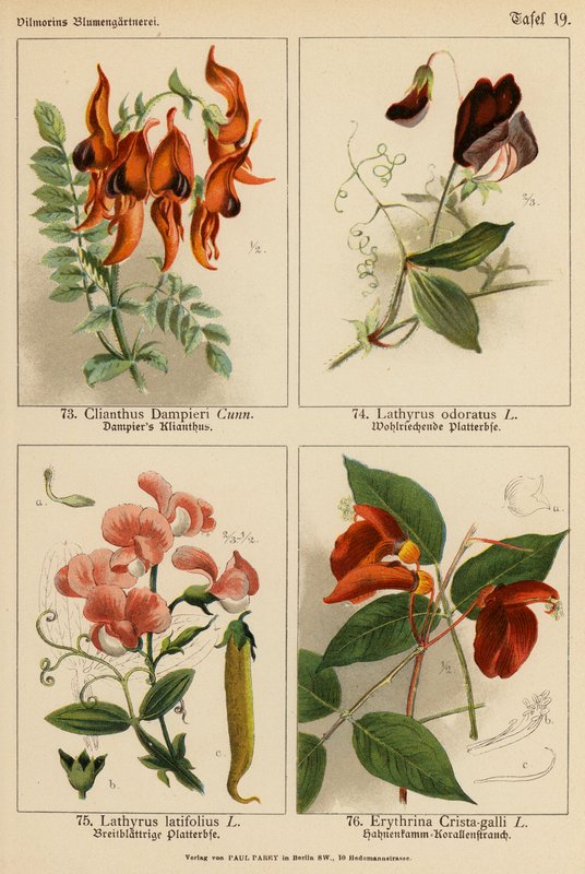 Clianthus Dampieri, Lathyrus Odoratus, Lathyrus Latifolius, Erythrina Crista-galli (barevná litografie) od (after) German School