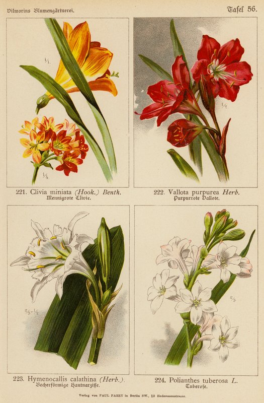 Clivia Miniata, Vallota Purpurea, Hymenocallis Calathina, Polianthes Tuberosa (barevná litografie) od (after) German School
