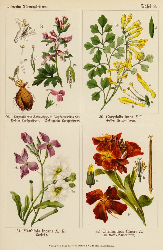 Corydalis cava, Corydalis solida, Corydalis lutea, Matthiola incana, Cheiranthus cheiri (barevná litografie) od (after) German School