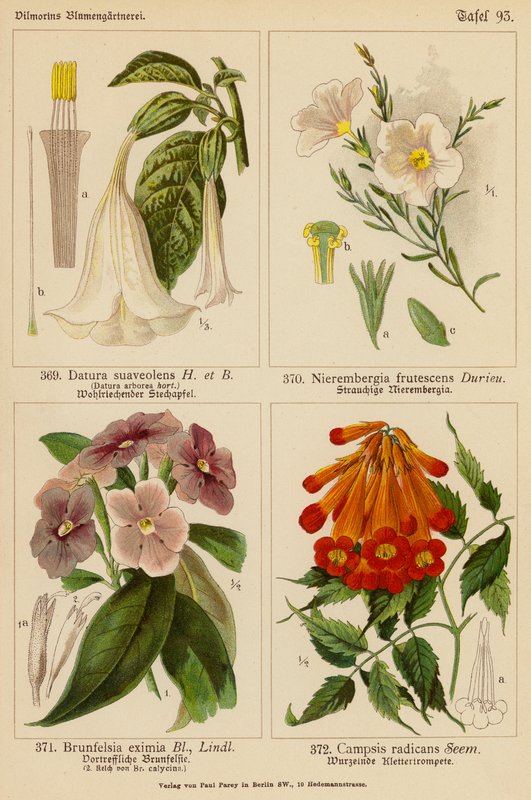 Datura Suaveolens, Nierembergia Frutescens, Brunfelsia Eximia, Campsis Radicans (barevná litografie) od (after) German School