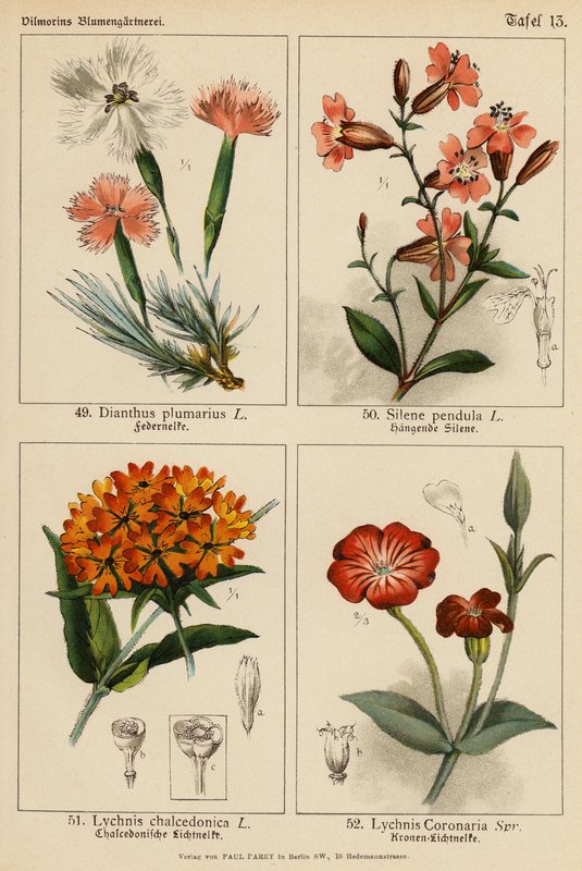 Dianthus Plumarius, Silene Pendula, Lychnis Chalcedonica, Lychnis Coronaria (barevná litografie) od (after) German School