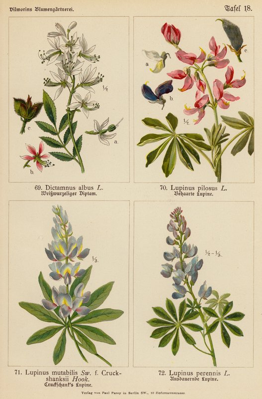 Dictamnus Albus, Lupinus Pilosus, Lupinus Mutabilis, Lupinus Perennis (barevná litografie) od (after) German School