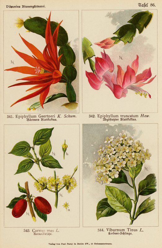 Epiphyllum Gaertneri, Epiphyllum Truncatum, Cornus Mas, Viburnum Tinus (barevná litografie) od (after) German School