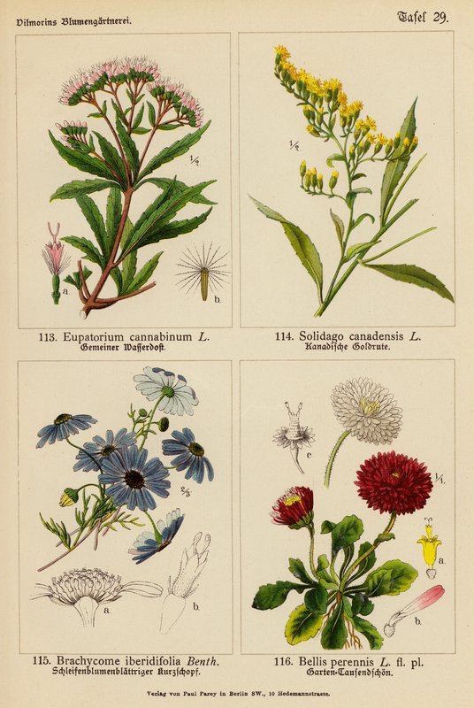 Eupatorium Cannabinum, Solidago Canadensis, Brachycome Iberidifolia, Bellis Perennis (barevná litografie) od (after) German School