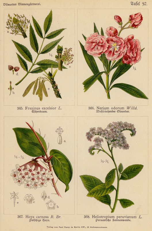 Fraxinus Excelsior, Nerium Odorum, Hoya Carnosa, Heliotropium Peruvianum (barevná litografie) od (after) German School