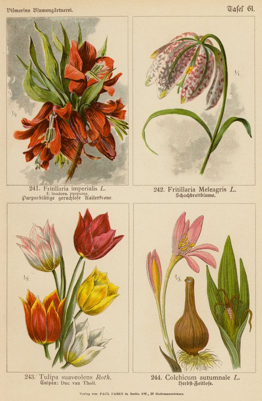 Fritillaria Imperialis, Fritillaria Meleagris, Tulipa Suaveolens, Colchicum Autumnale (barevná litografie) od (after) German School