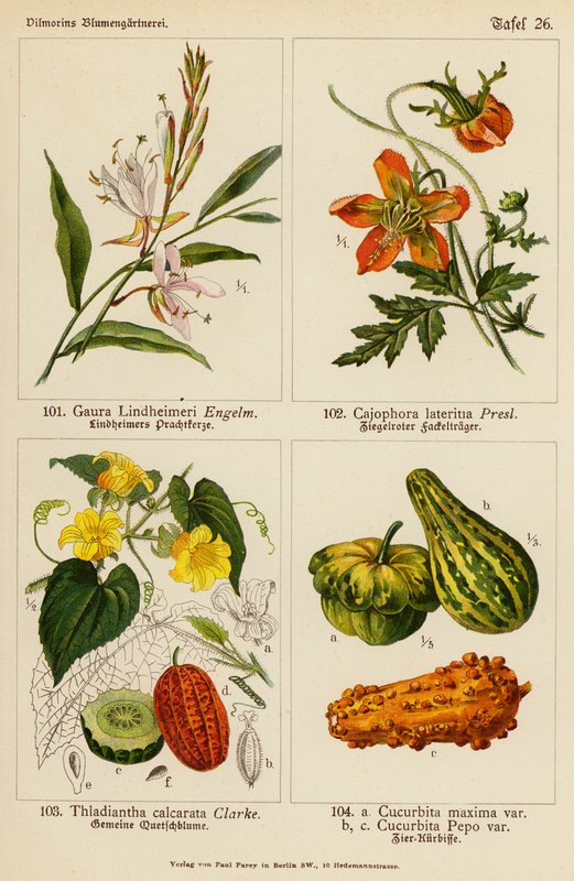 Gaura Lindheimeri, Cajophora Lateritia, Thladiantha Calcarata, Cucurbita Maxima, Cucurbita Pepo (barevná litografie) od (after) German School
