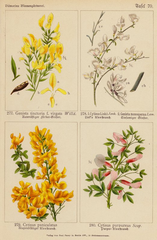 Genista Tinctoria, Cytisus Linkii, Genista Monosperma, Cytisus Paniculatus, Cytisus Purpureus (barevná litografie) od (after) German School