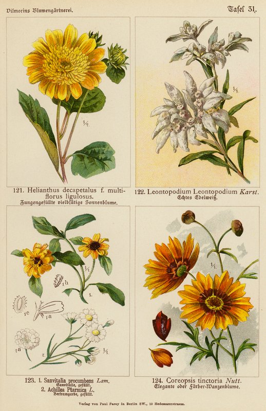 Helianthus Decapetalus, Leontopodium Leontopodium, Sanvitalia Procumbens, Achillea Ptarmica, Coreopsis Tinctoria (barevné litografie) od (after) German School