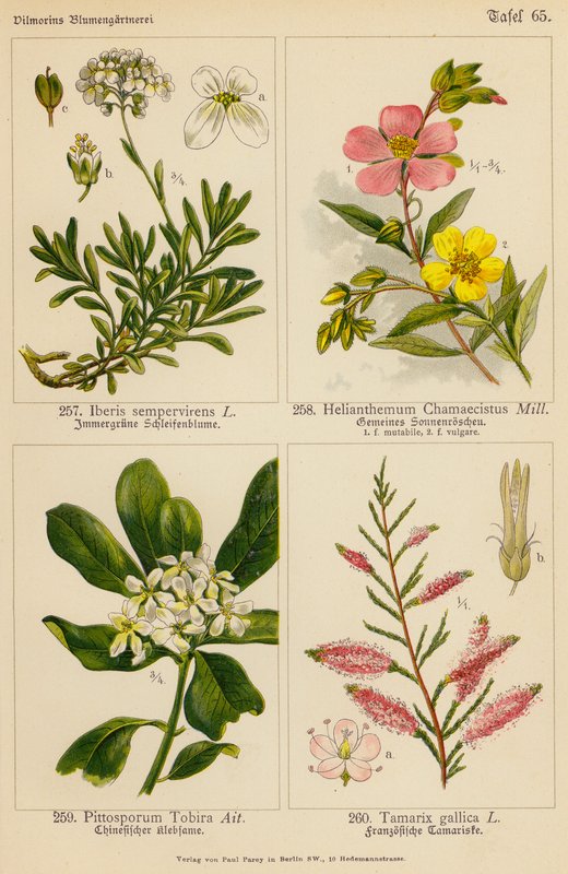 Iberis Sempervirens, Helianthemum Chamaecistus, Pittosporum Tobira, Tamarix Gallica (barevná litografie) od (after) German School